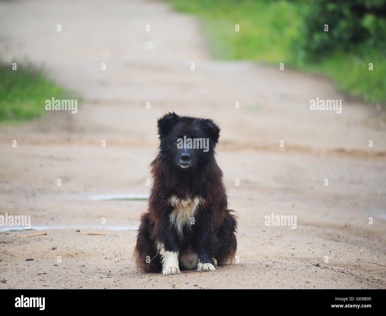 Perro sentado en el polvo fotografías e imágenes de alta resolución Alamy