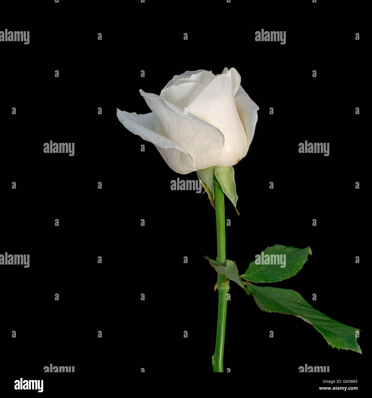 Aimple aislados de rosas blancas sobre un fondo negro. Foto de stock