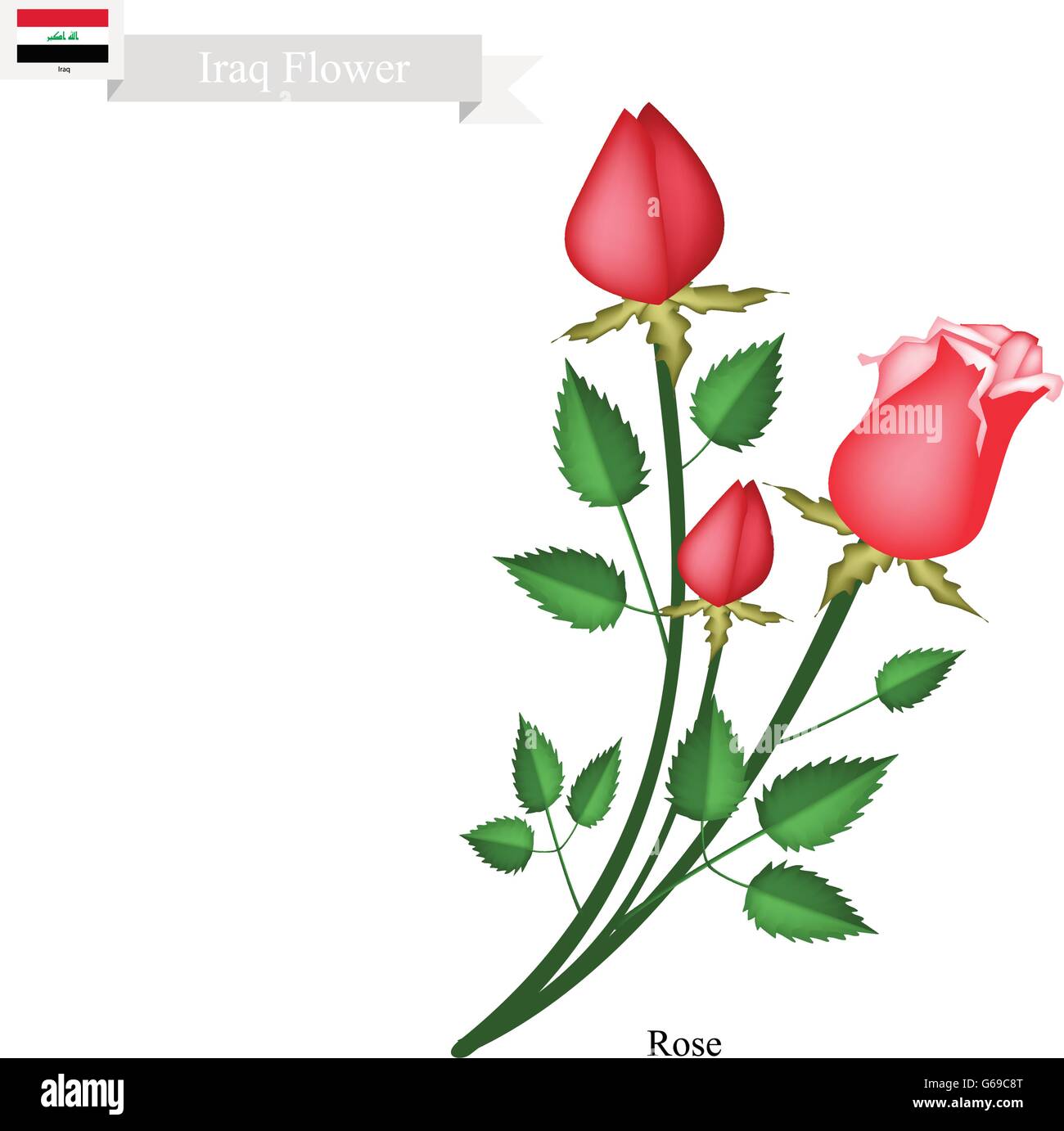Iraq, Ilustración de flores de rosas flores. La flor nacional de Iraq Imagen Vector de stock - Alamy Iraq, Ilustración de flores de rosas flores. La flor nacional de Iraq Imagen Vector de stock - Alamy