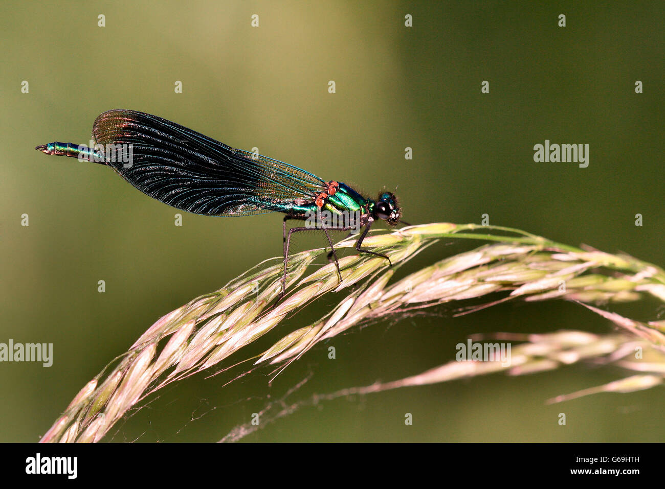 Demoiselle anillados, Alemania / (Calopteryx splendens) Foto de stock