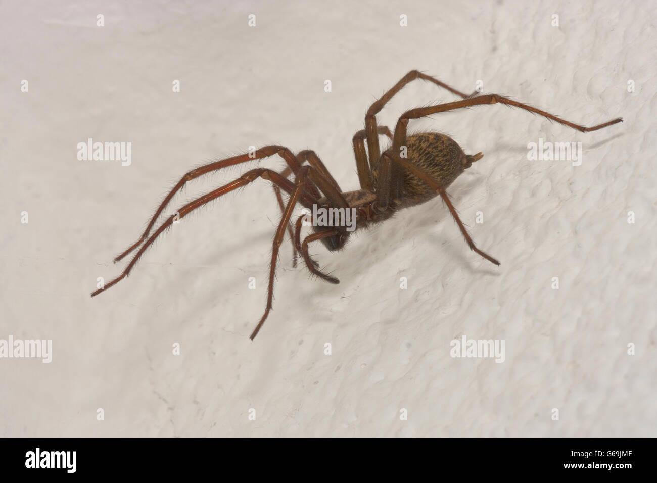 Araña doméstico, Alemania / (Tegenaria domestica) Foto de stock