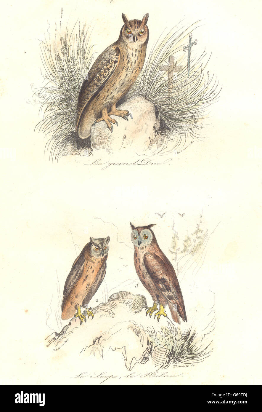 Aves Grandes Pequenos Long Eared Horned Owl Grand Duc Hibou Buffon 1841 Fotografia De Stock Alamy