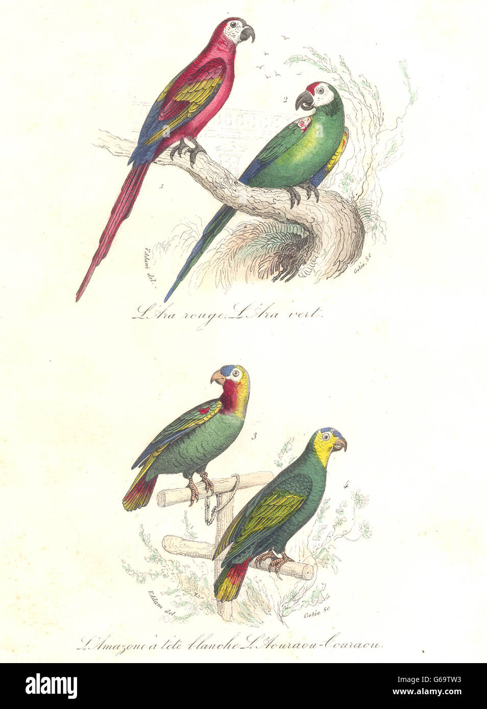 Aves: Rojo, Verde, Lapa amazónico; Bouraoucon; Ara rouge, vert. BUFFON, 1841 Foto de stock