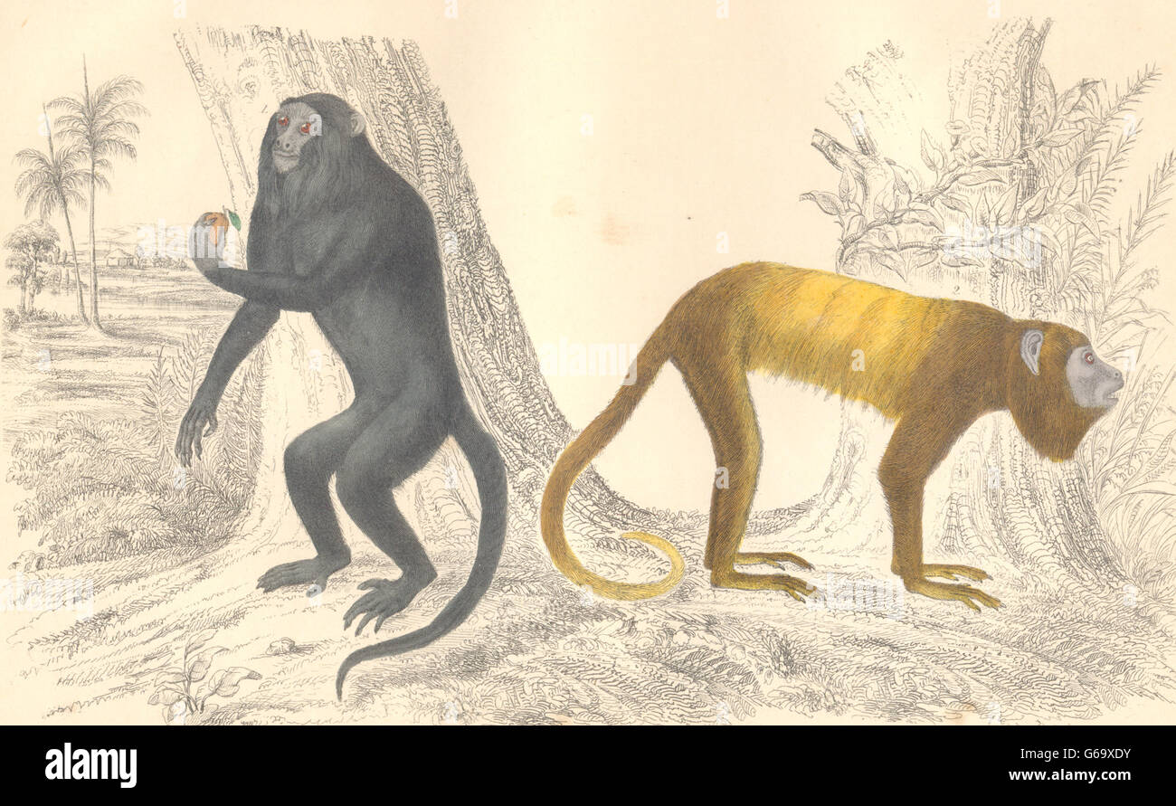 Real monkeys fotografías e imágenes de alta resolución - Alamy
