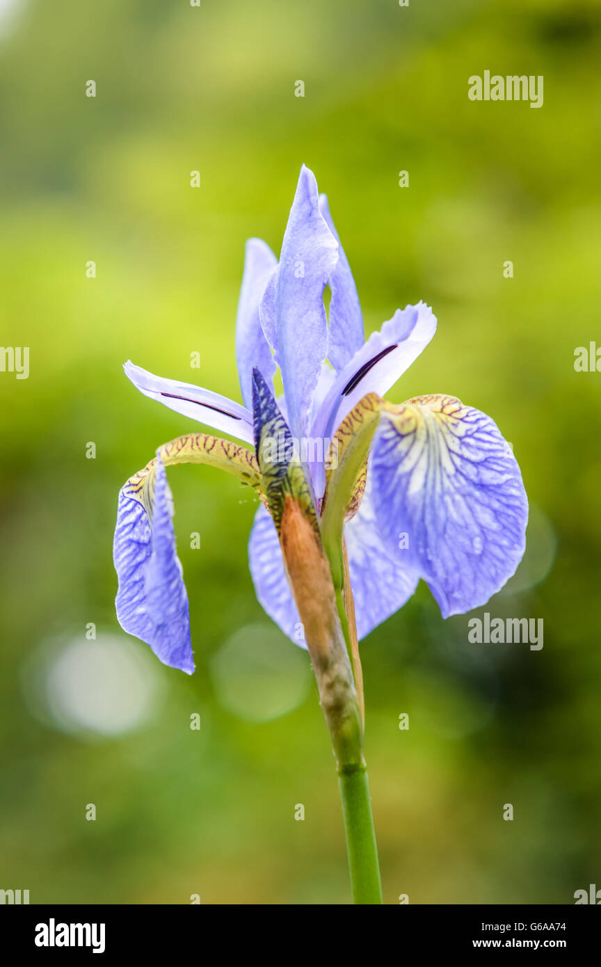Hermosa flor de Iris azul suave perfil de la cabeza de la flor Fotografía de stock - Alamy Hermosa flor de Iris azul suave perfil de la cabeza de la flor Fotografía de stock - Alamy