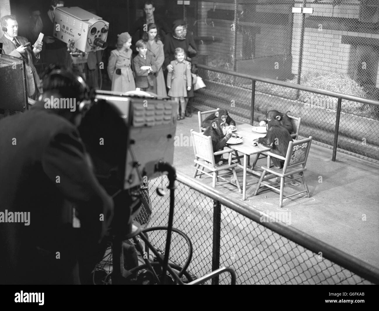 La popular atracción de verano del Zoo de Londres, la fiesta de té de los chimpancés, tuvo su mayor audiencia del día cuando los modales de mesa de so-so, Susan, Sally y Compo fueron televisados por la BBC. Foto de stock