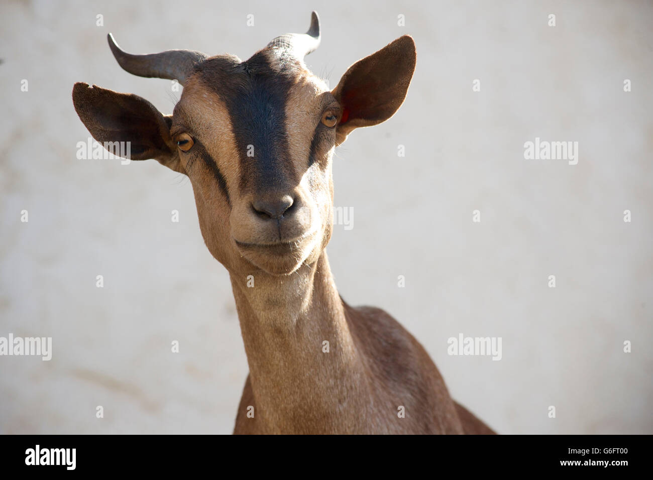 Cabra mirando a la cámara. Etiopía ojillos. Foto de stock