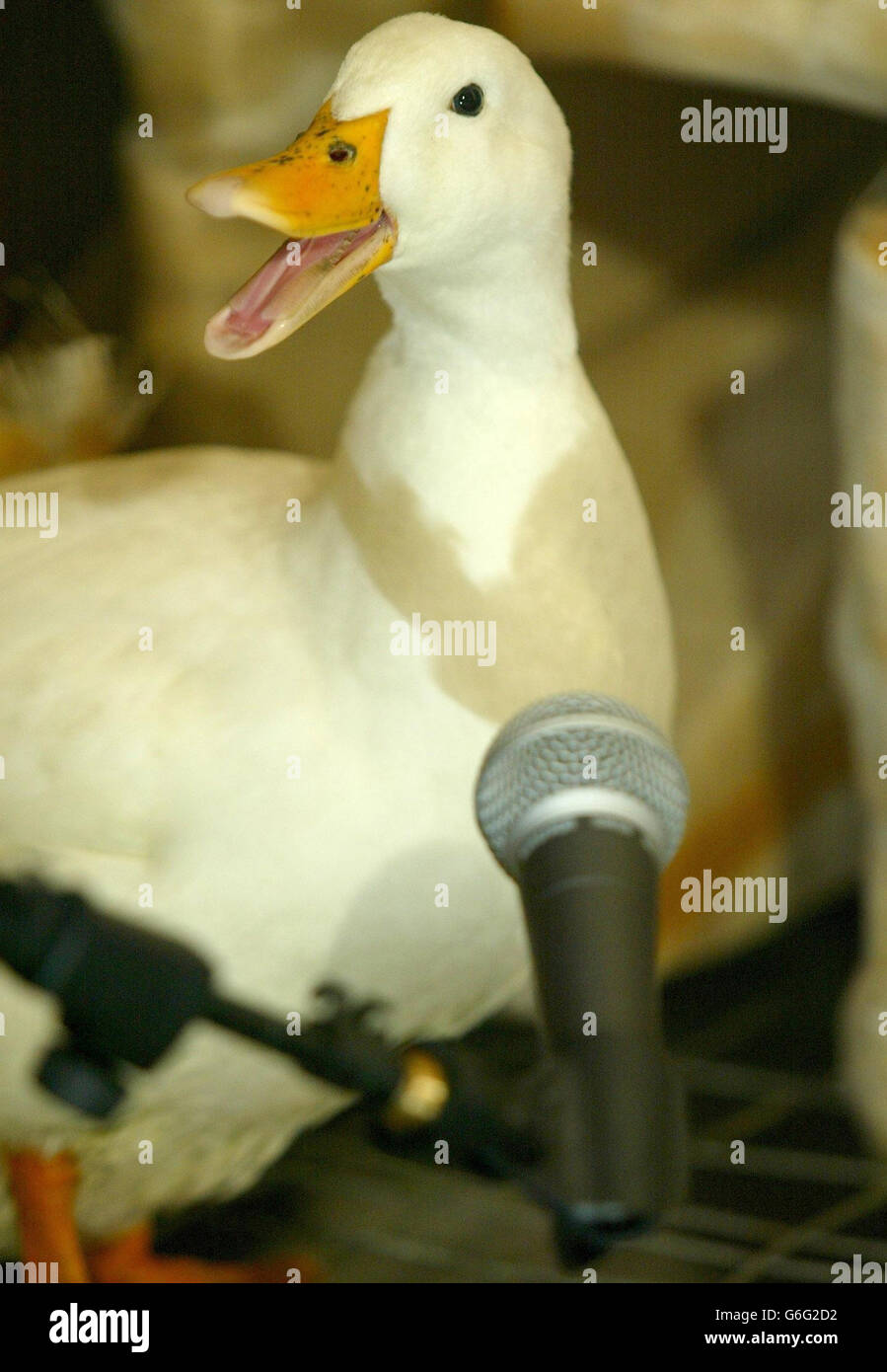 Daisy el pato se atiene en un micrófono dentro de una cámara acústica en la  Universidad de Salford, en el Gran Manchester, donde el profesor Trevor Cox  refutó el mito de que
