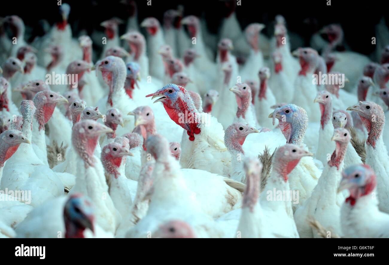 Preparaciones de pavo de navidad fotografías e imágenes de alta