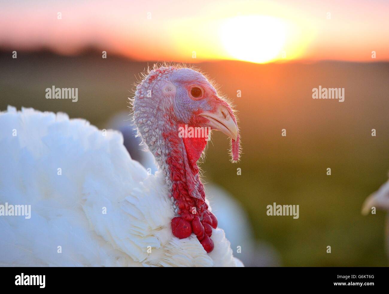 Preparaciones de pavo de navidad fotografías e imágenes de alta