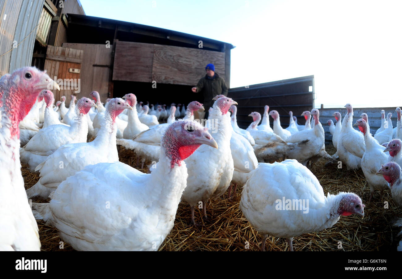 Preparaciones de pavo de navidad fotografías e imágenes de alta