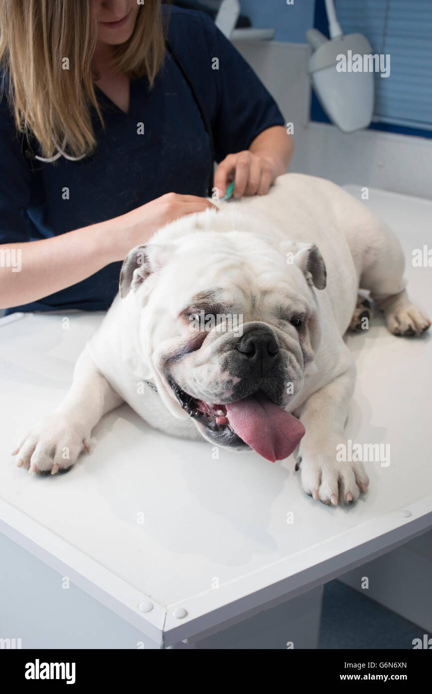 Veterinario a vacunar a un perro en una clínica veterinaria Foto de stock
