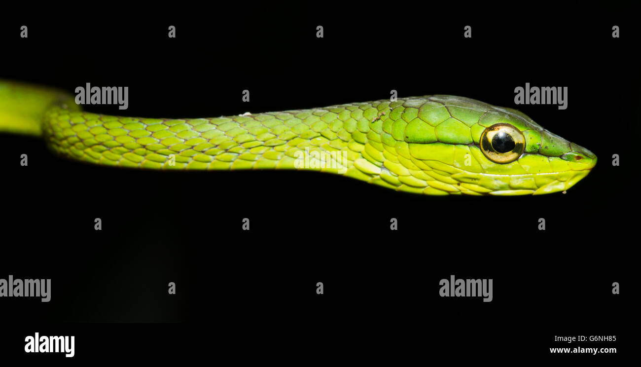 Serpiente verde (Oxybelis brevirostris) en Costa Rica. Foto de stock