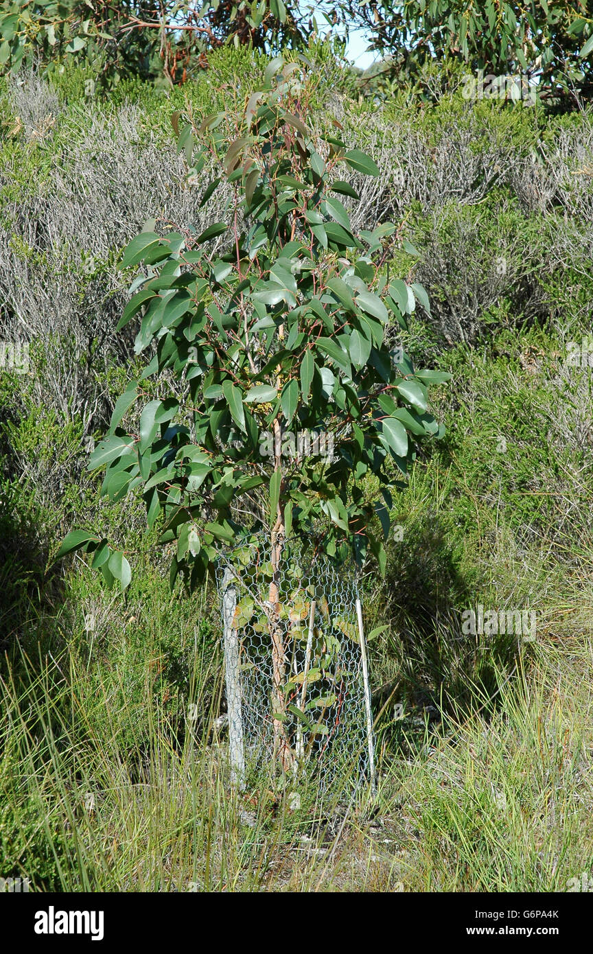 Árbol plantado eucaliptos jóvenes protegidas para atraer y alimentar a los koalas. Foto de stock