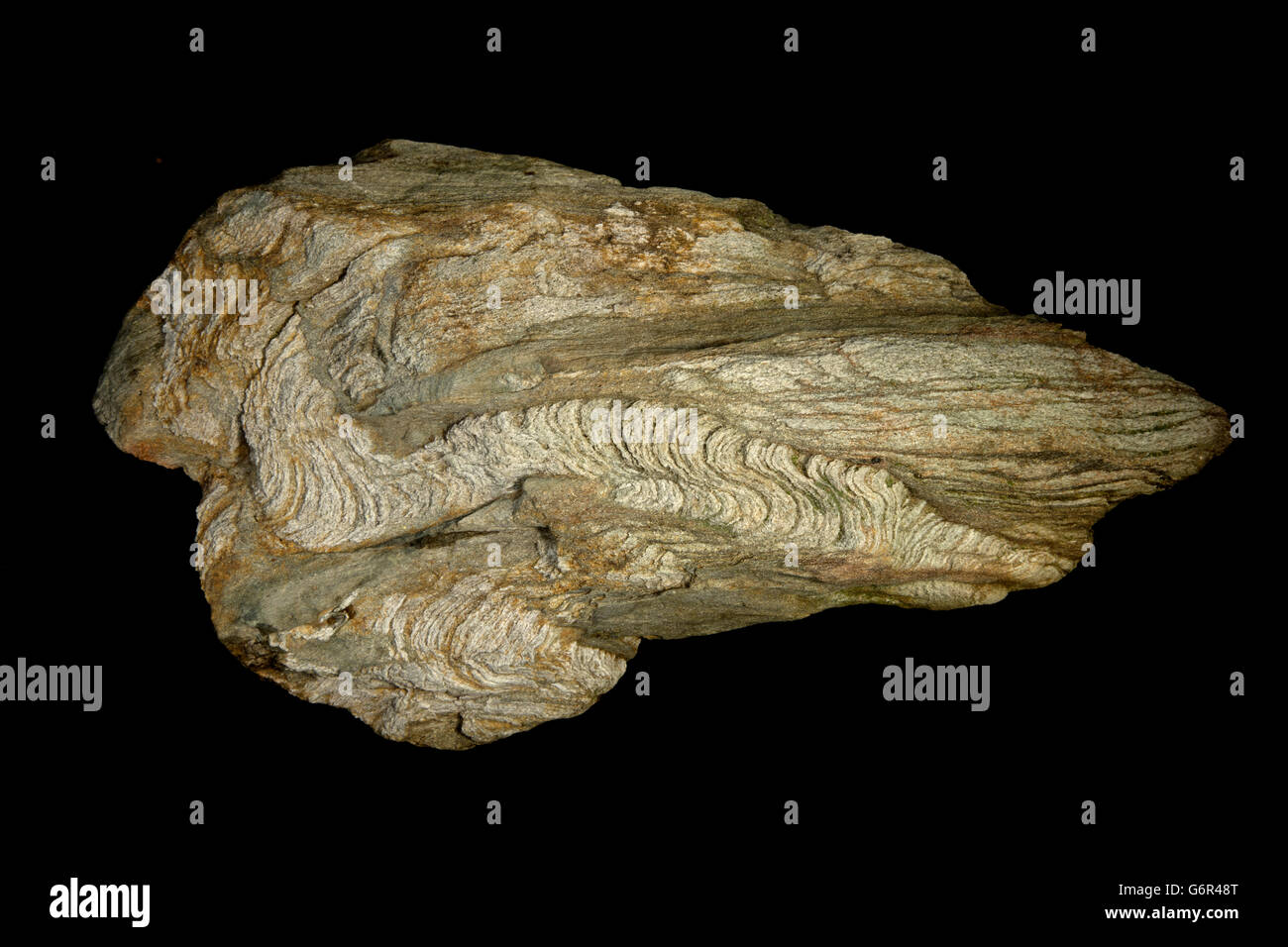 El esquisto, esquisto, Mongomery Marburgo , Maryland County, mostrando micro-plegado y la intemperie, metamorhic rock,metamorfismo regional Foto de stock