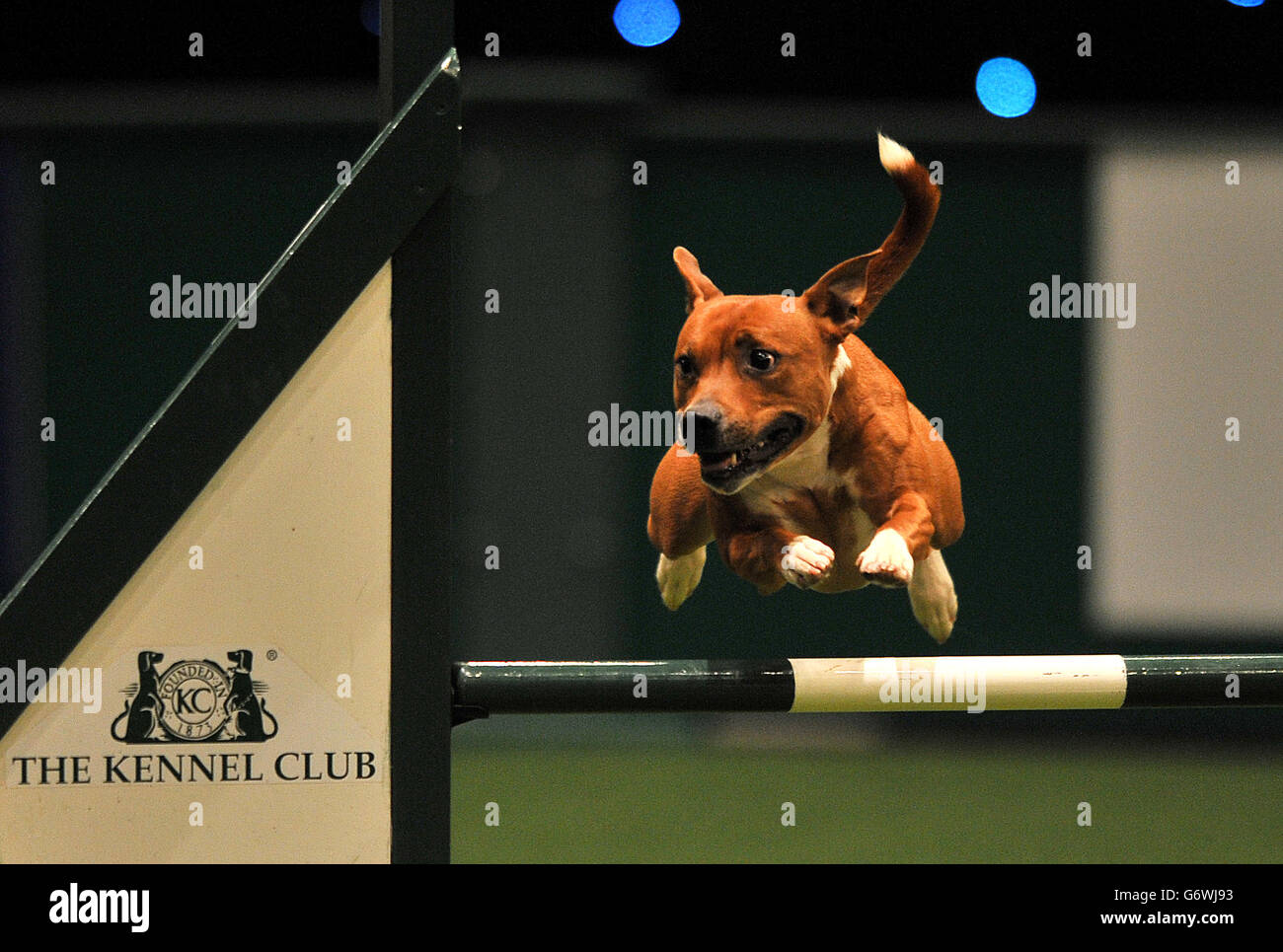Un perro salta el último obstáculo en los Campeonatos de agilidad en Crufts en el NEC de Birmingham. Foto de stock