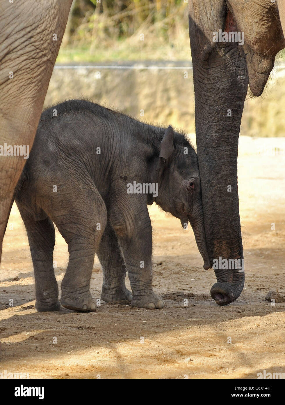 Un ternero de elefante indio sin nombre en su recinto en Twycross Zoo, Warwickshire, nacido en las primeras horas del martes 4 de marzo a 18 años Noorjahan, uno de los rebaños de cuatro elefantes indios en el zoológico, después de un embarazo de 22 meses. Foto de stock