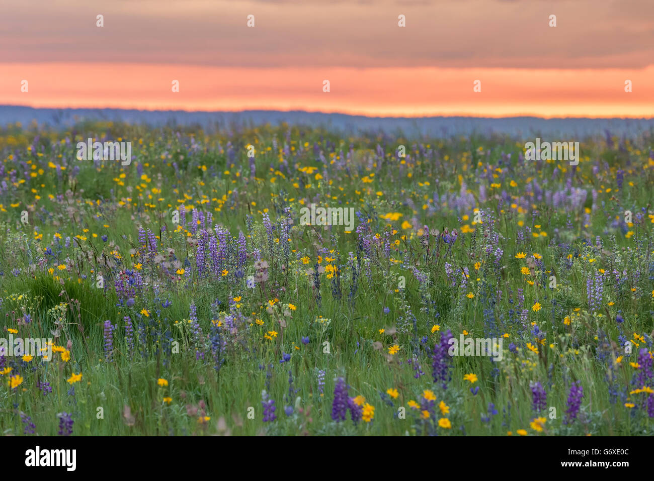 Al atardecer, Zumwalt Wldflowers Prairie, Oregon. Foto de stock