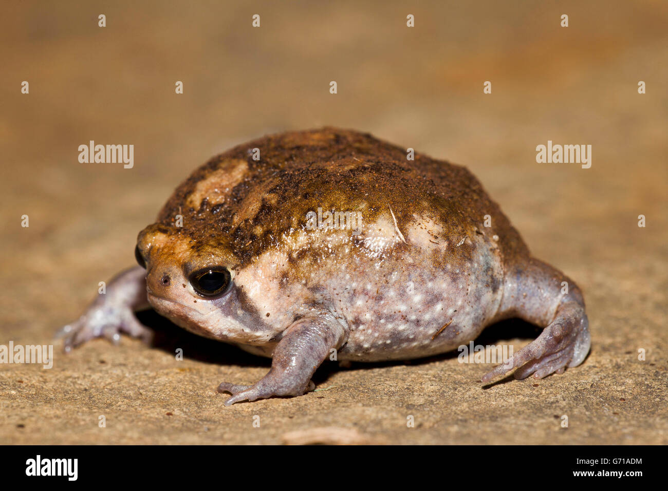 Sabana arbolada Rainfrog, Hidden Valley, KwaZulu-Natal, Sudáfrica / (Breviceps adspersus) Foto de stock