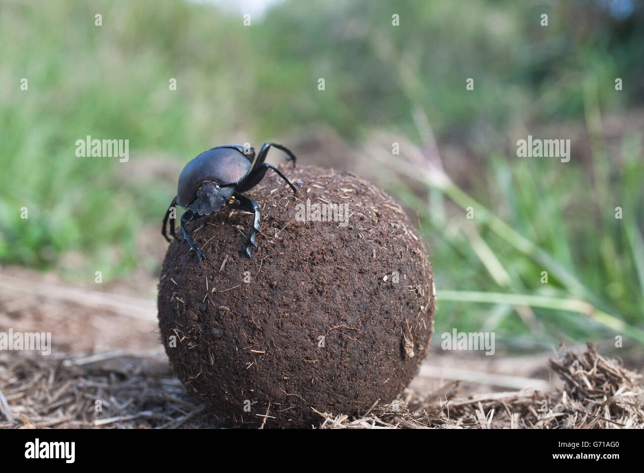 Escarabajos, bola rodante de estiércol, Umfolozi-Hluhluwe National Park, South Africa / Scarabaeus (spec). Foto de stock