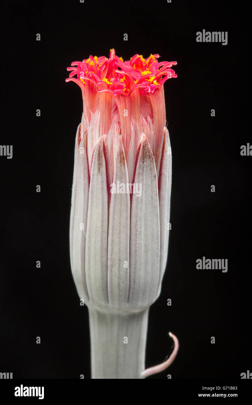 Senecio pendulus flor. África oriental (cultivada). A veces conocido como el gusano debido a su planta de tallo rastrero. Familia Asteraceae Foto de stock
