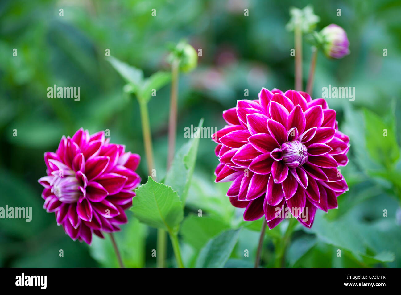 Dalia rosa flor en plena floración closeup Foto de stock