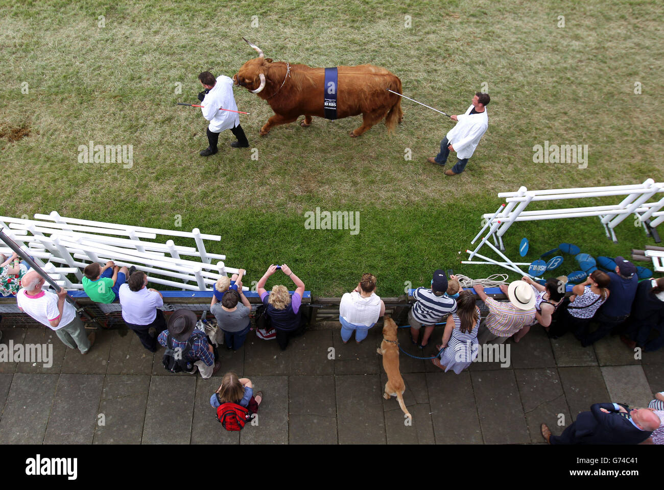 Ganado ganador de premios, incluyendo Ruaridh de Ubhaidh el Highlander propiedad de HM la Reina, Balmoral Estate, son desfilados a través del anillo principal en el Royal Highland Show en Edimburgo. Foto de stock