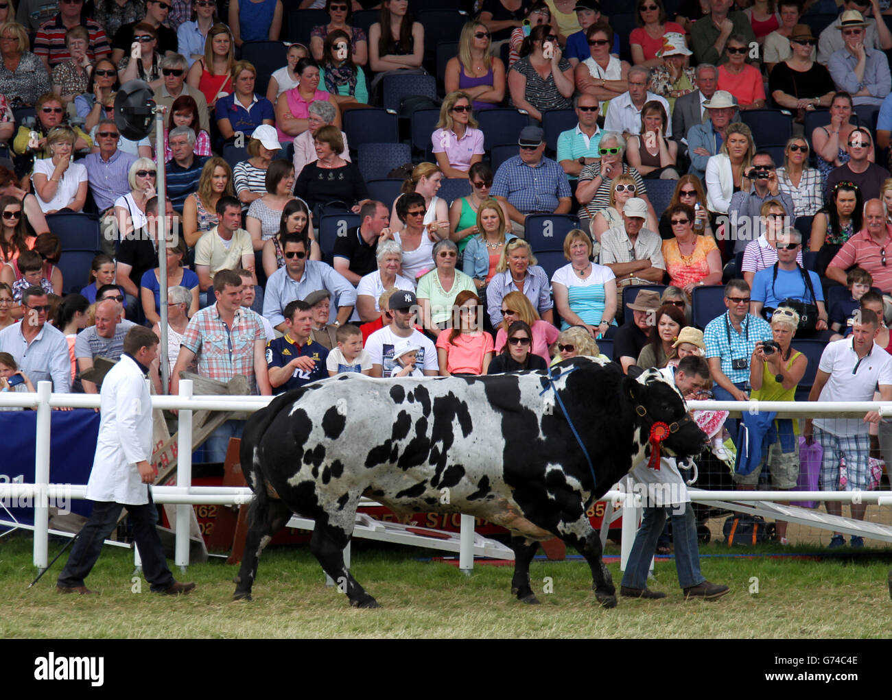 Las multitudes ven un toro azul belga mientras todo el ganado ganado ganador de premios se desfilan a través del anillo principal en el Royal Highland Show de Edimburgo. Foto de stock