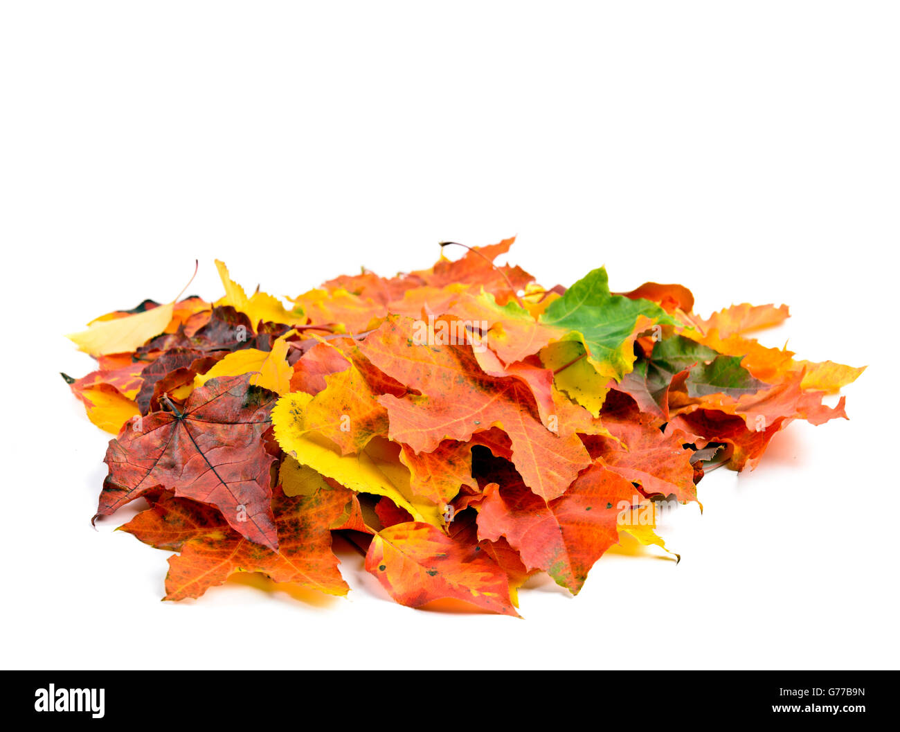 Grupo de coloridas hojas de otoño aislado sobre fondo blanco. Foto de stock
