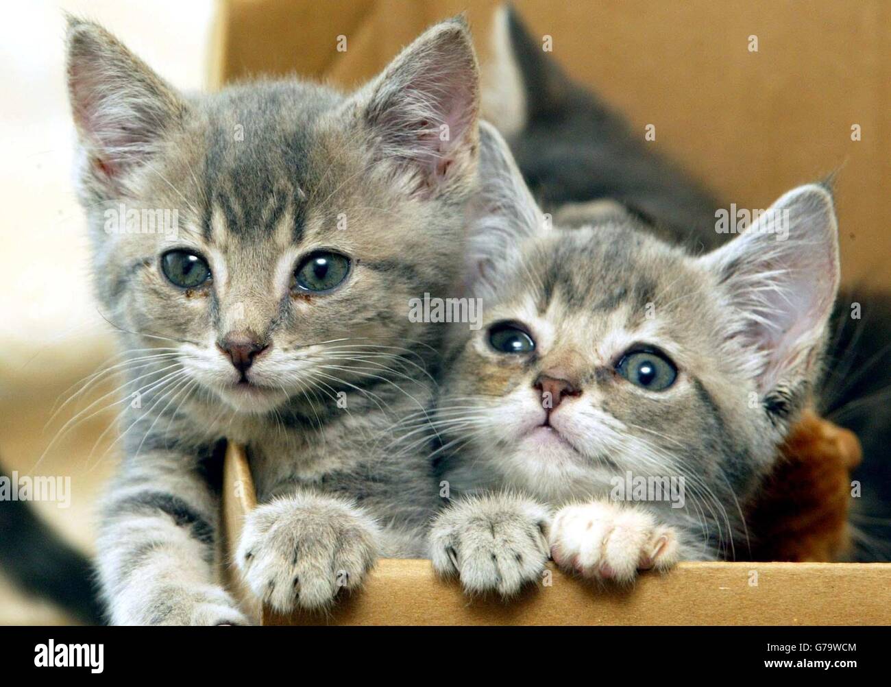 Gatitos encontrados en la calle fotografías e imágenes de alta resolución -  Alamy