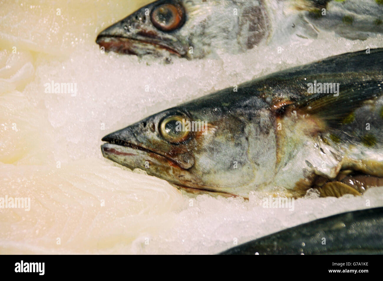 Fotografía de algunos peces muertos sobre el hielo en un mercado Foto de stock