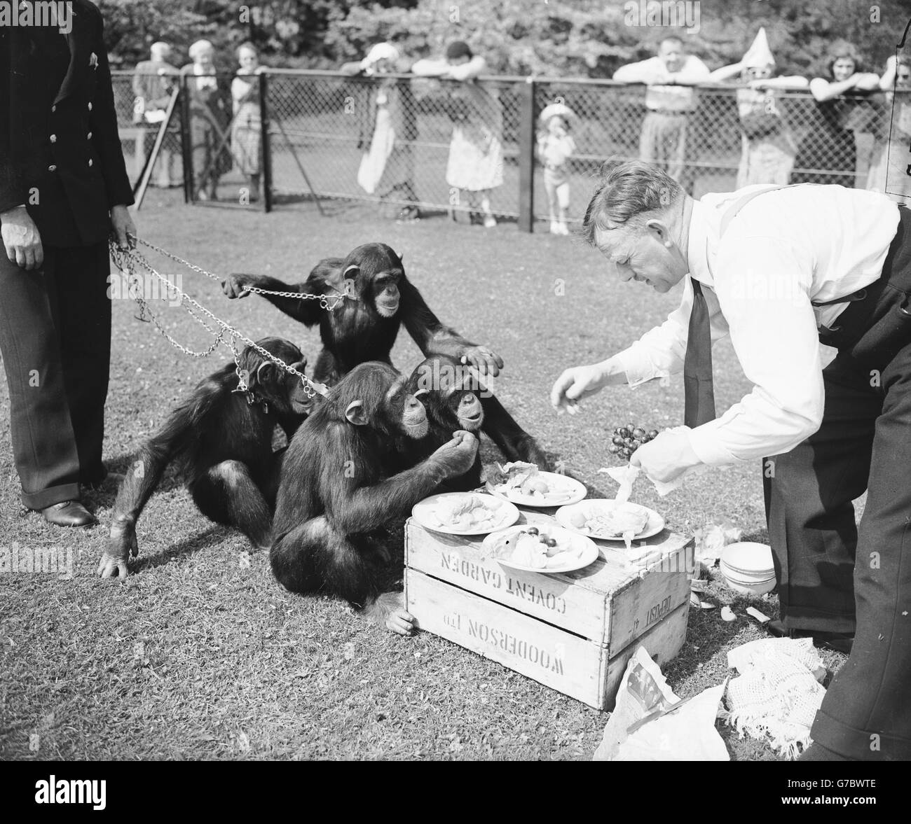 Soso, Susan, Sally y Compo del zoológico de Londres participando en una fiesta de té Chimps en el zoológico de Whipsnade, Bedfordshire, como parte de las celebraciones del 21 cumpleaños del zoológico. Foto de stock