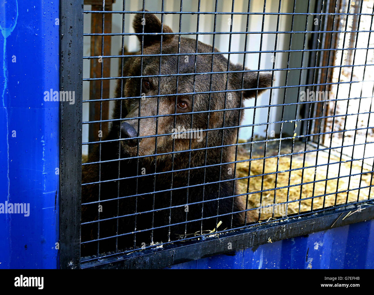 Gosho, un oso marrón europeo, se aparta de su recinto de cuarentena en el Wildwood Animal Trust en Herne, Kent, tras ser rescatado de un centro de cría de osos abandonados en Bulgaria que sufre de negligencia. Foto de stock