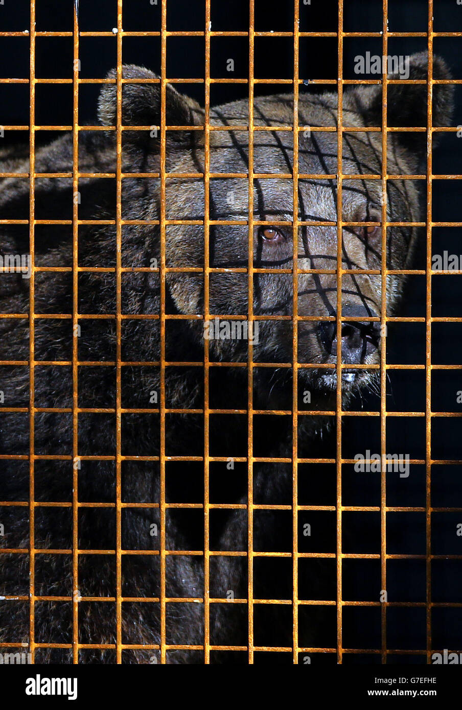 Gosho, un oso marrón europeo, se aparta de su recinto de cuarentena en el Wildwood Animal Trust en Herne, Kent, tras ser rescatado de un centro de cría de osos abandonados en Bulgaria que sufre de negligencia. Foto de stock