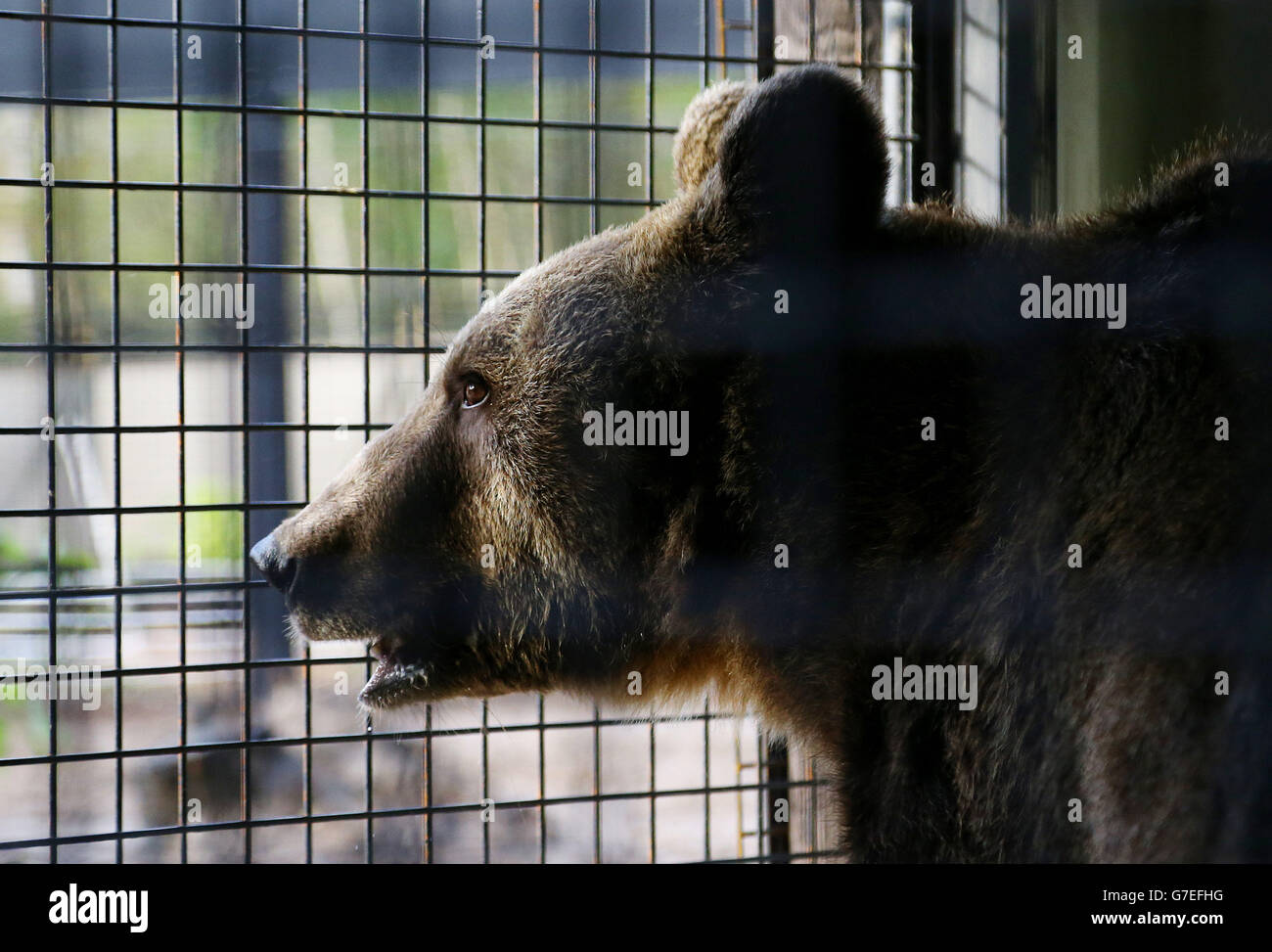 Milcho, un oso marrón europeo, se aparenta de su recinto de cuarentena en el Wildwood Animal Trust en Herne, Kent, tras ser rescatado de un centro de cría de osos abandonados en Bulgaria que sufre de negligencia. Foto de stock