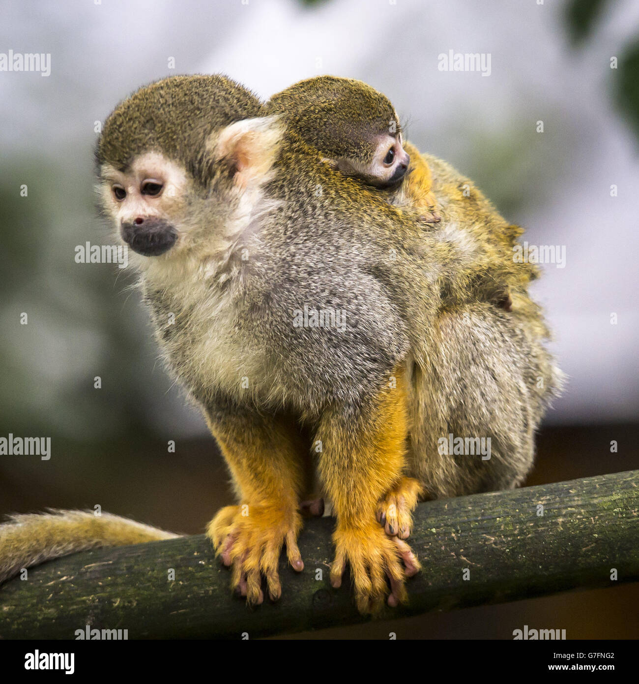 Un bebé recién nacido mono ardilla se aferra a su madre como la tropa, que es el término colectivo para un grupo monos ardilla, jugar en el aire fresco de otoño,