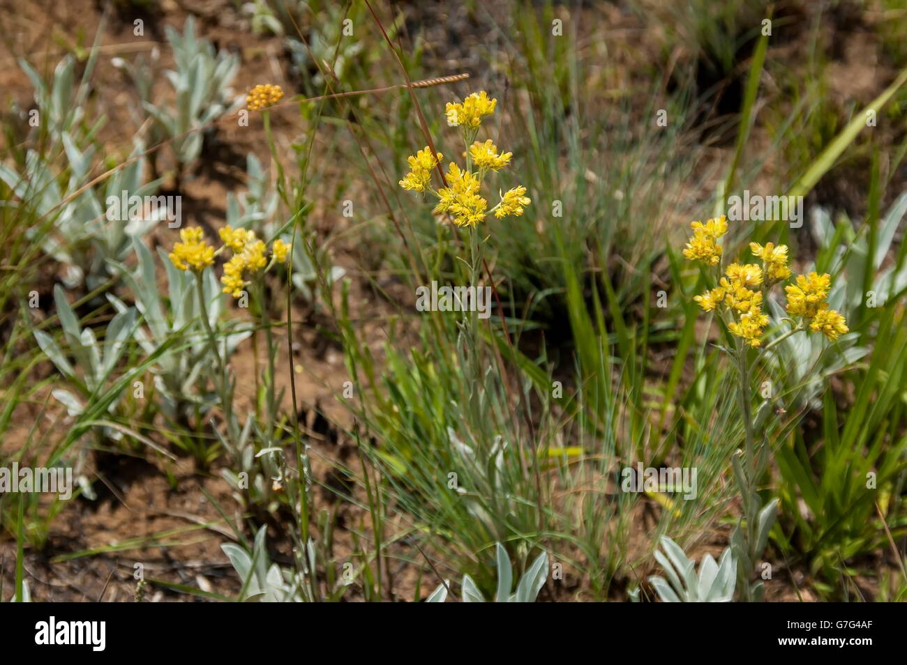 Hierbas medicinales en gigantes Castillo área reserva natural de KwaZulu-Natal, Sudáfrica Drakensberg Foto de stock
