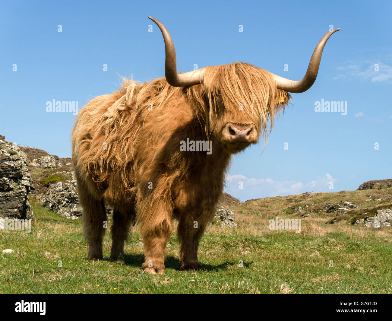 Scottish Highland cow, Isla de Colonsay, Escocia, Reino Unido. Foto de stock
