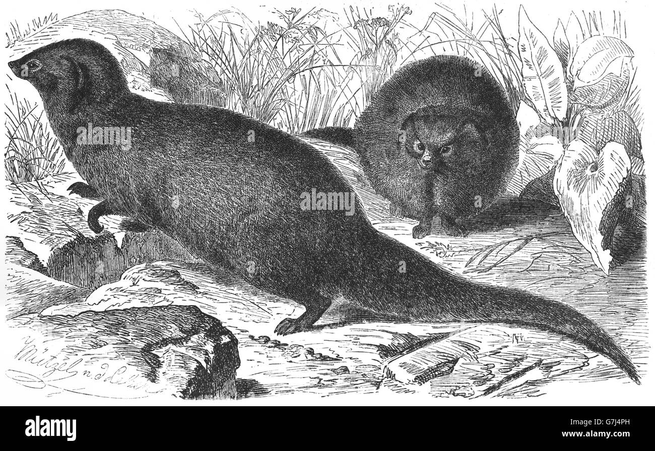 La mangosta gris indio, Herpestes edwardsii, Herpestidae, ilustración