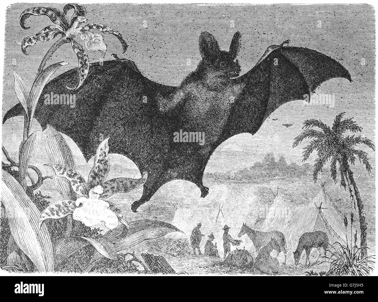Bat, espectral Vampyrum spectrum, falso murciélago vampiro, murciélago vampiro espectral, Phyllostomidae, ilustración del libro de fecha 1904 Foto de stock