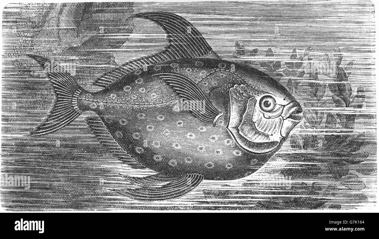 Lampris guttatus, opah, cravo, moonfish, carite, Jerusalén eglefino, ilustración del libro de fecha 1904 Foto de stock