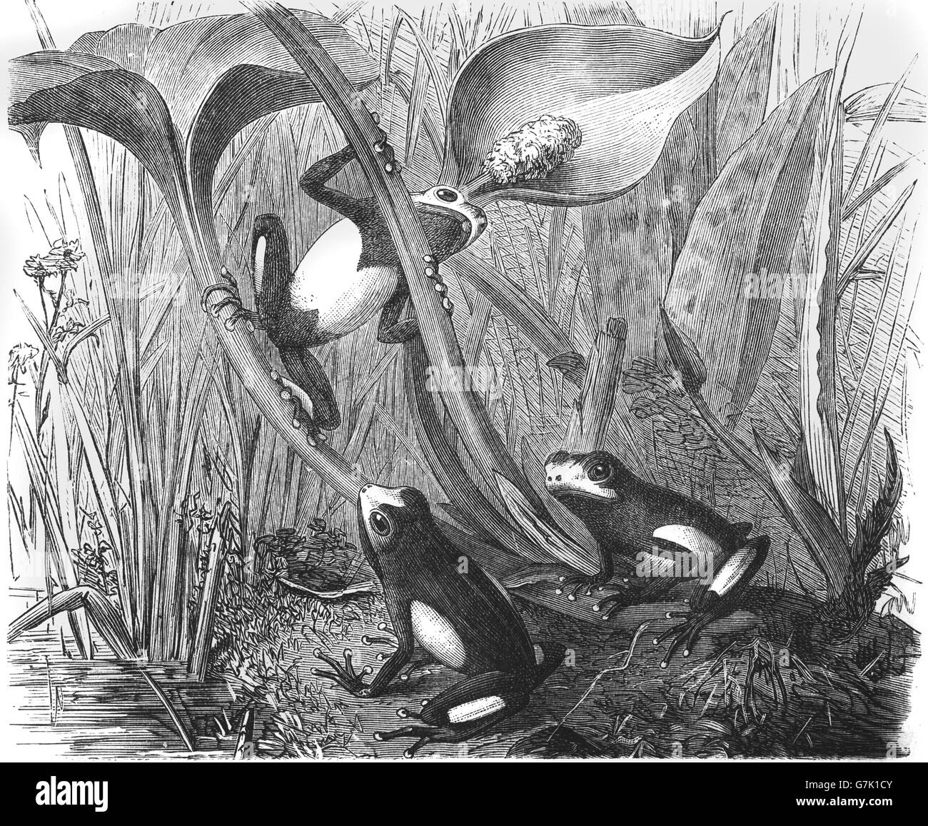Dart frog, tinc teñido, teñir, rana venenosa Dendrobates tinctorius, ilustración del libro de fecha 1904 Foto de stock