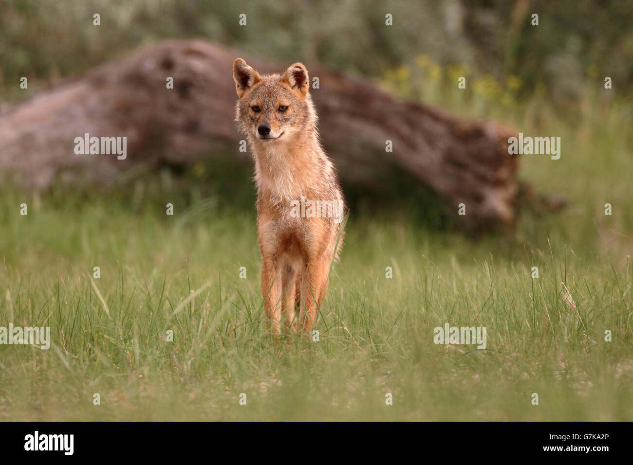 Unión chacal, Canis aureus moreoticus, único mamífero sobre el césped, Rumania, junio de 2016 Foto de stock