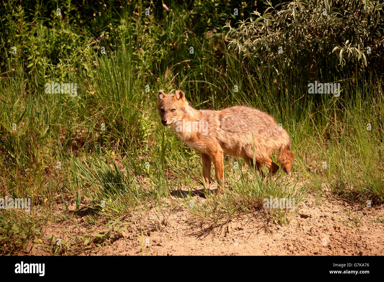 Unión chacal, Canis aureus moreoticus, único mamífero sobre el césped, Rumania, junio de 2016 Foto de stock