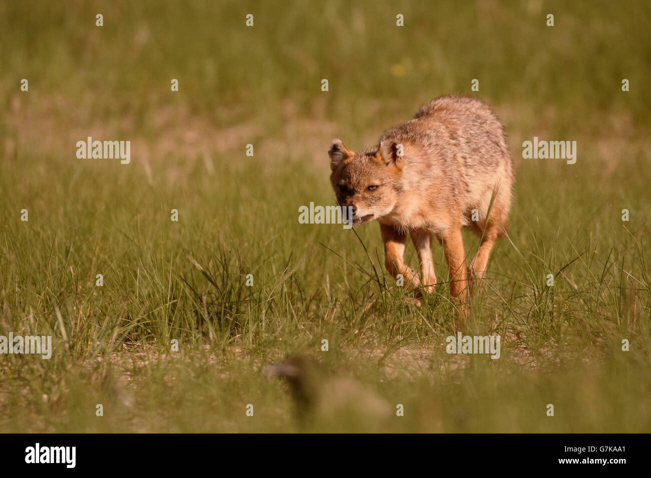 Unión chacal, Canis aureus moreoticus, único mamífero sobre el césped, Rumania, junio de 2016 Foto de stock