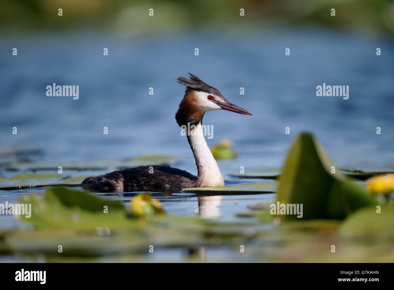 Gran svassi, Podiceps cristatus, solo pájaro sobre el agua, Rumania, junio de 2016 Foto de stock