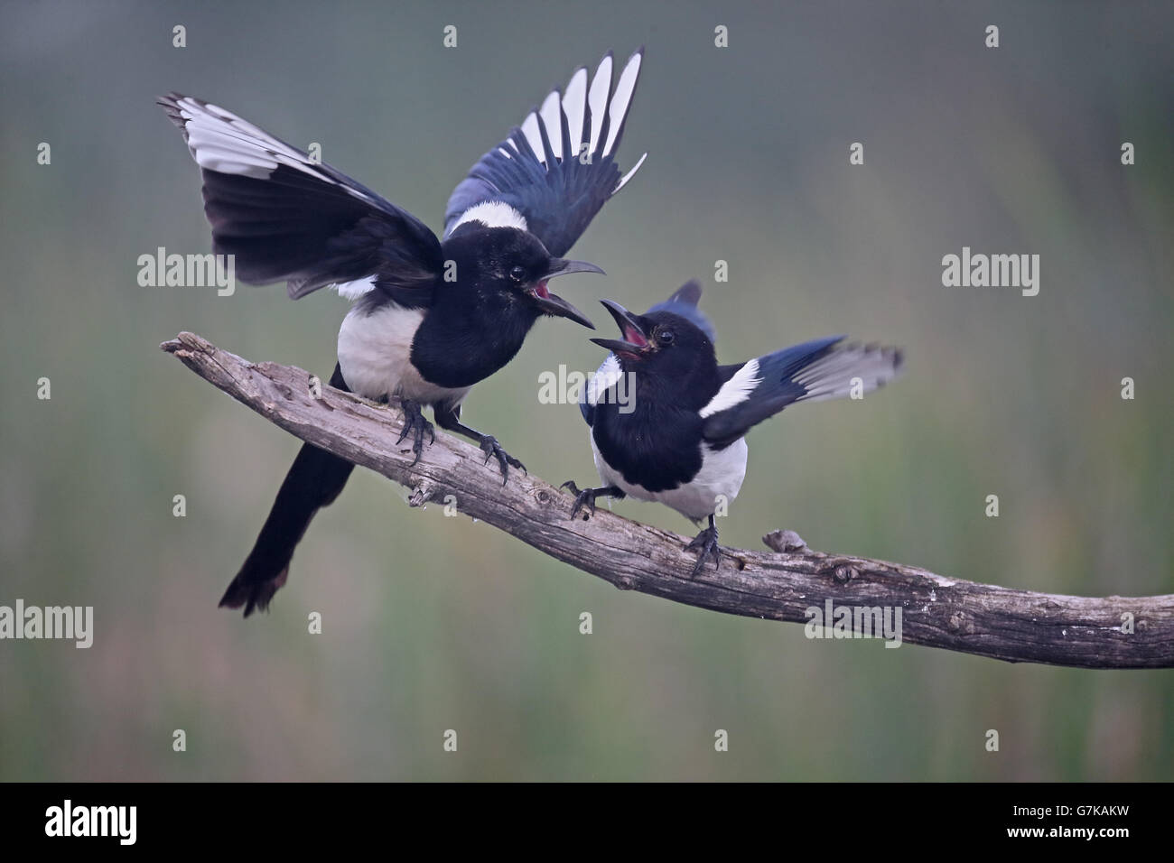 Urraca, Pica pica, dos pájaros en la rama mostrando, Rumania, junio de 2016 Foto de stock