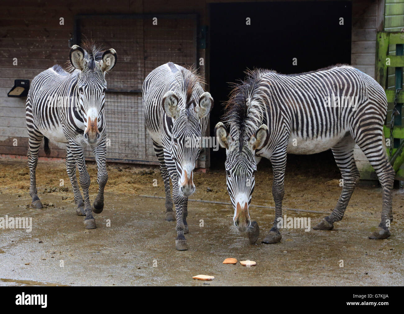 Tres machos de gelding Zebras llamados Babati, Karumwa y Danish 1 en su recinto en el Parque de Animales Salvajes de Port Lympne, cerca de Ashford, Kent, ya que están preparados para ser transportados a una reserva en Djibouti, África vía París. Foto de stock