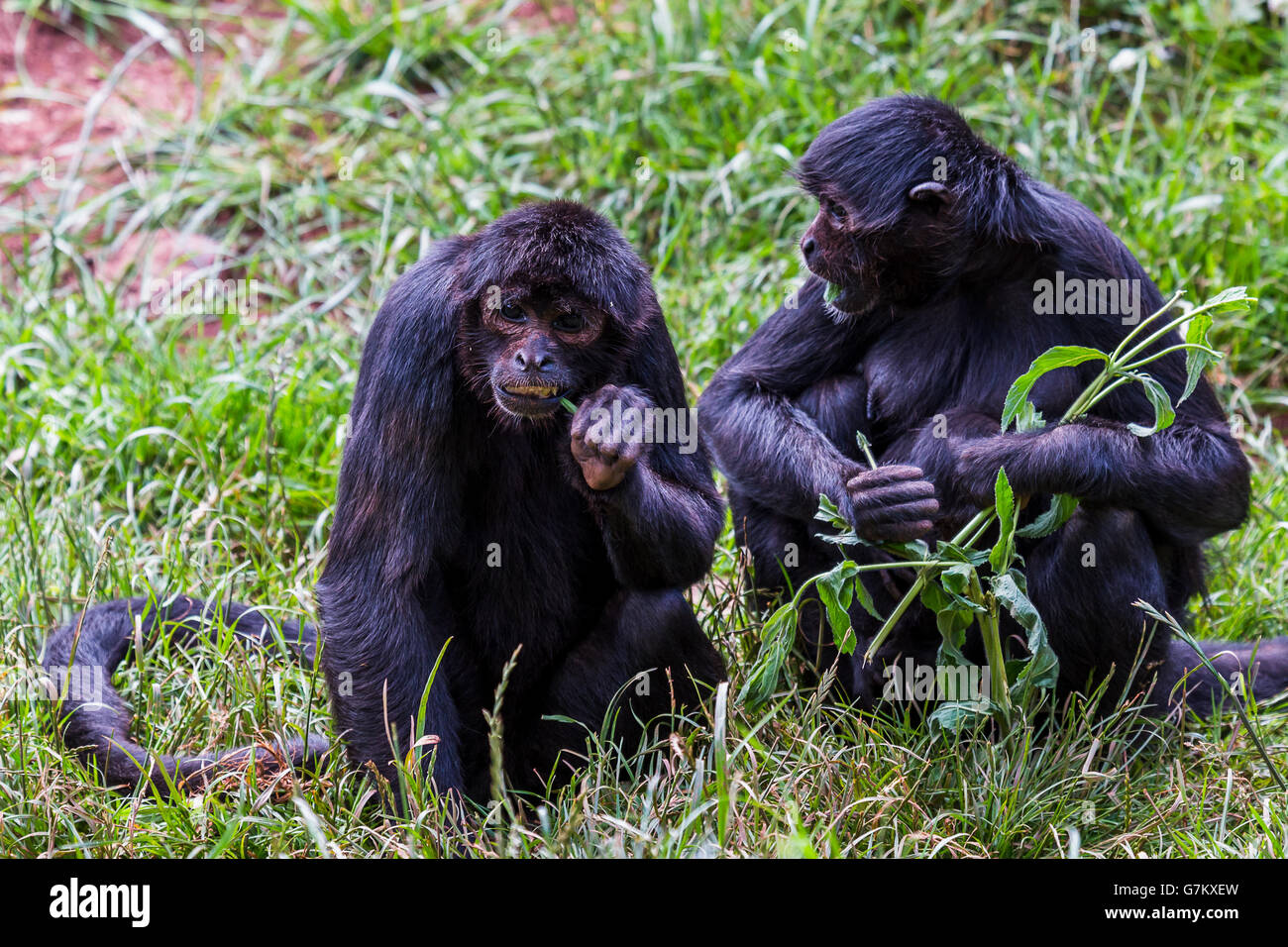 Tejido Dictar Giotto Dibondon Un par de mono araña colombiana se alimentan en el pasto largo en el South  Lakes Safari Zoo durante el verano de 2016 Fotografía de stock - Alamy