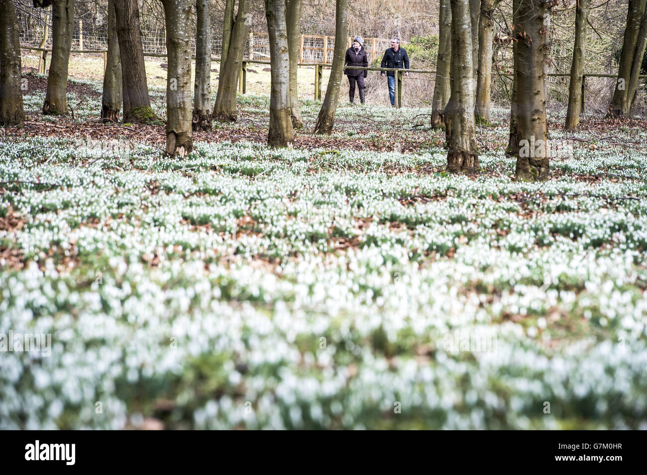 La gente admira las florecientes gotas de nieve en el bosque de Welford Park, Berkshire. Foto de stock